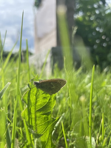 Common Ringlet