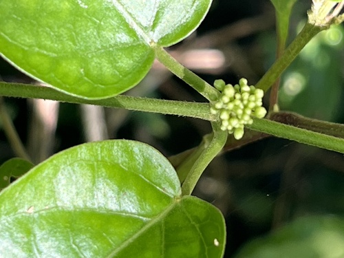 Marsdenia tinctoria, photograph 3