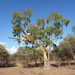 Corymbia blakei - Photo (c) Dean Nicolle, μερικά δικαιώματα διατηρούνται (CC BY-NC), uploaded by Dean Nicolle