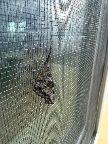 American Snout