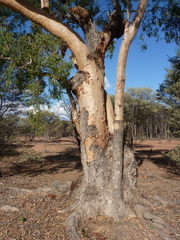 Corymbia blakei