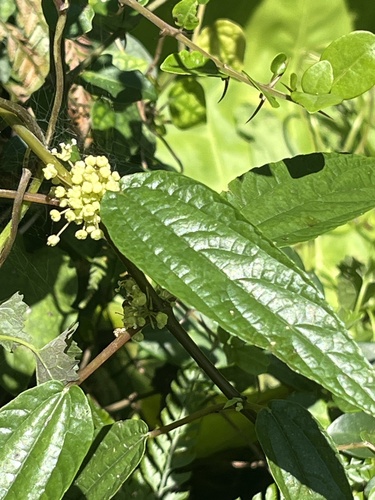 Boehmeria zollingeriana, photograph 1
