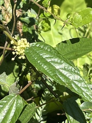 Boehmeria zollingeriana, photograph (c) 謝麗霦, some rights reserved (CC BY)