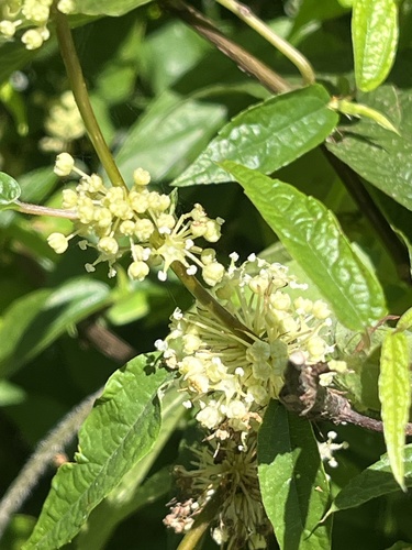 Boehmeria zollingeriana, photograph 2