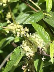 Boehmeria zollingeriana, photograph (c) 謝麗霦, some rights reserved (CC BY)