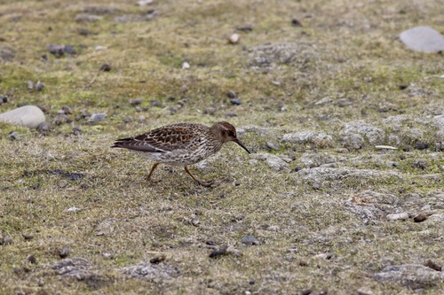 Correlimos oscuro (Calidris maritima)