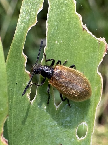 Rough-haired Lagria Beetle, Landgoederenzone Wassenaar-Voorschoten-Leidschendam-Voorburg, Wassenaar, South Holland, NL, photo 7 of 10