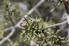 Juniperus angosturana