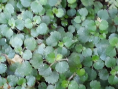 Australina pusilla pusilla