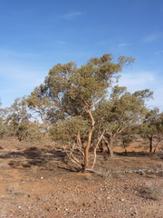 Eucalyptus gillii