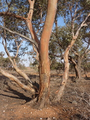 Eucalyptus gillii