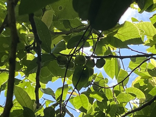 Ehretia dicksonii, photograph 1