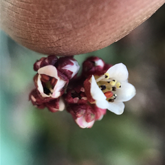 Micranthes eriophora