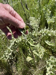 Asclepias viridiflora