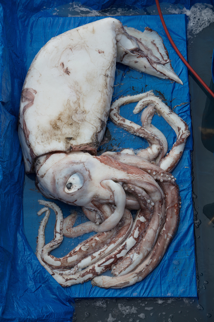 Atlantic giant squid