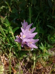 Dipterostemon capitatus