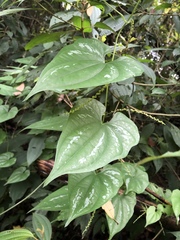 Dioscorea collettii