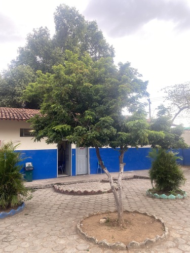 Brazilwood