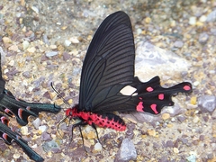 Byasa polyeuctes
