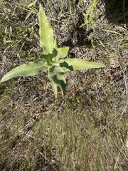Asclepias viridiflora