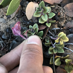 Monardella macrantha