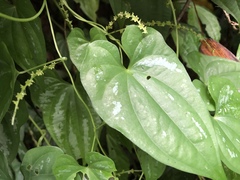 Dioscorea collettii
