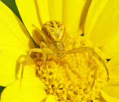 Mecaphesa