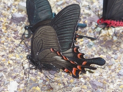 Papilio syfanius