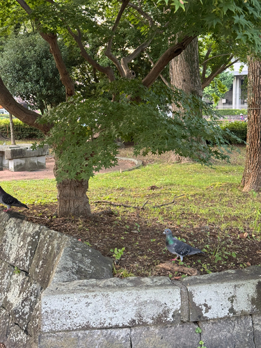 Rock Pigeon