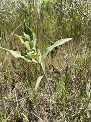 Asclepias viridiflora