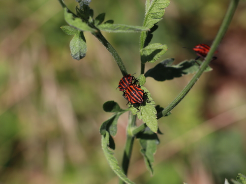 Continental Striped Shield Bug