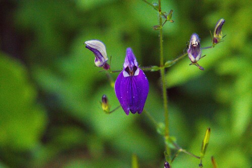 Brillantaisia lamium, photograph 3