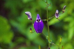 author not stated, no rights reserved Brillantaisia lamium, photograph author not stated, no rights reserved
