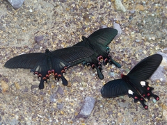 Byasa polyeuctes