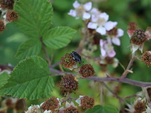 Mediterranean Spotted Chafer