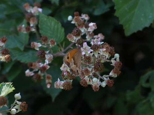 Meadow Brown