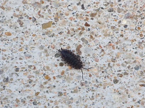 Common Rough Woodlouse