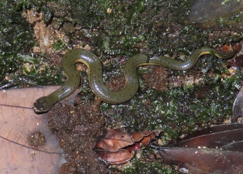 Pahang Mud Snake