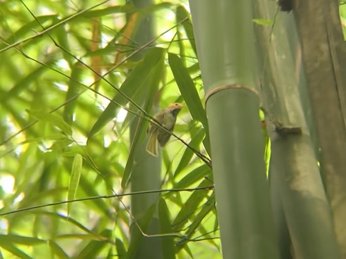 Rufous-faced Warbler