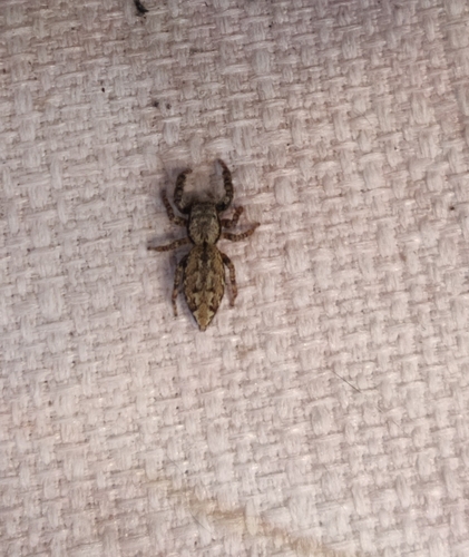 Fencepost jumping spider