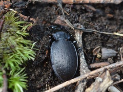 Carabus goryi