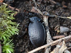 Carabus goryi