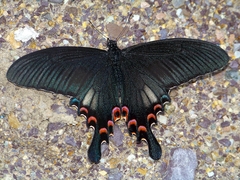 Papilio syfanius
