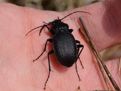 Carabus goryi