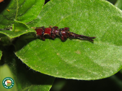 Amorphocephalina