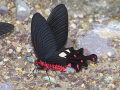 Byasa polyeuctes