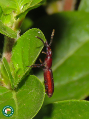 Amorphocephalina