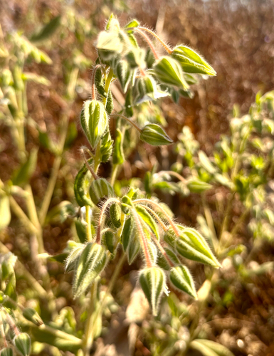 camel bush