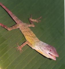 Anolis parilis