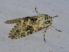 Lichnoptera pollux